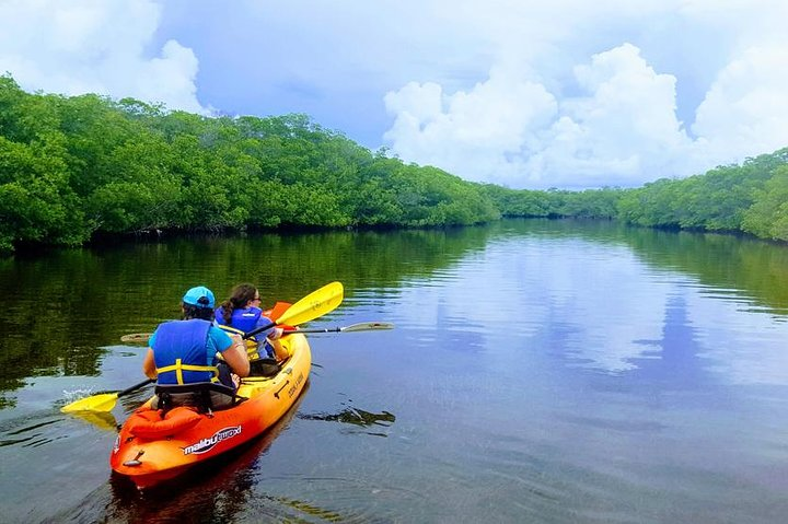 Explore Mangrove Creeks with an All Day SUP/single kayak Rental - Photo 1 of 6